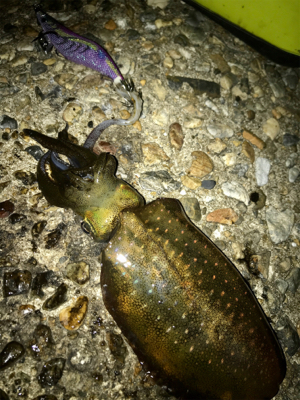 何とかアオリ1杯σ(^_^;)