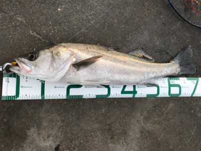 引き波パターン