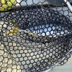 鳴門でヒラメ狙い