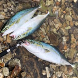 メジロとハマチ