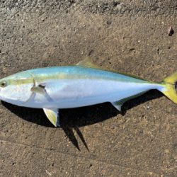 お久しぶりの青物