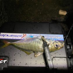 アジング人多過ぎ