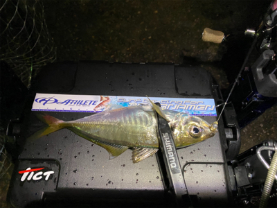 アジング人多過ぎ