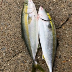 ハマチはおる！