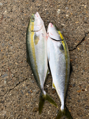 ハマチはおる！