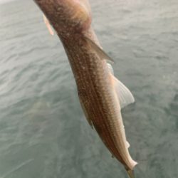 ショアジギング