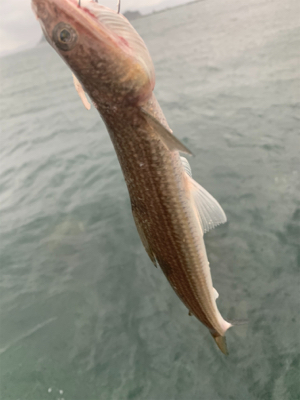 ショアジギング