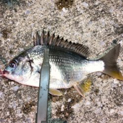 小雨の中、子アジと子キビレ