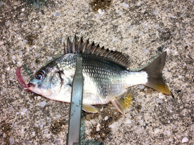 小雨の中、子アジと子キビレ