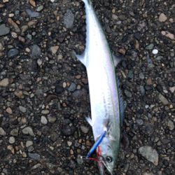 サゴシ入れ食い