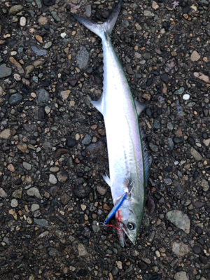 サゴシ入れ食い