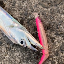 陸っぱり朝練！！激安ルアーでタチウオ釣り！