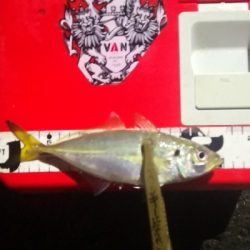 アジング練習 199