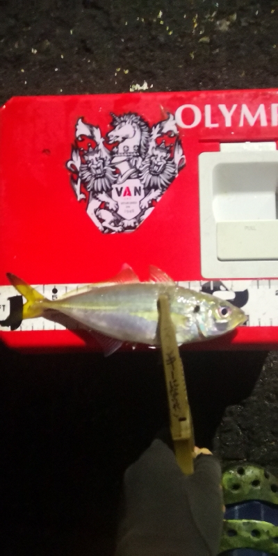 アジング練習 199