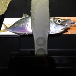 雨上がりで釣り人居らず