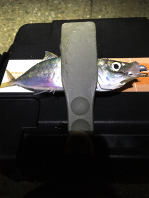 雨上がりで釣り人居らず