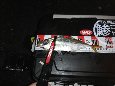 久々のアジング。太刀魚はいません。