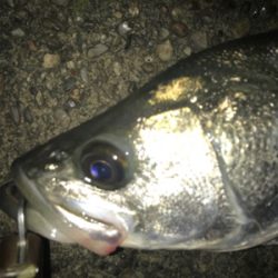 パラガス様々♪