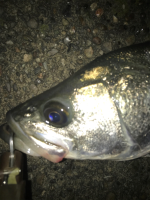 パラガス様々♪