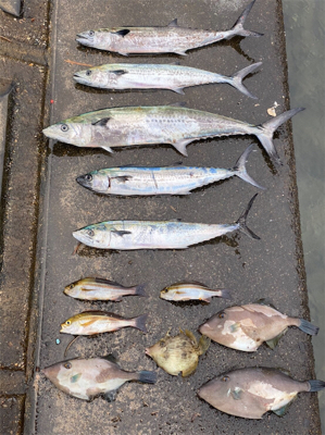 マイボートでナブラ撃ち