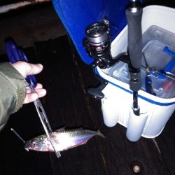 太刀魚狙いでサバと戯れ