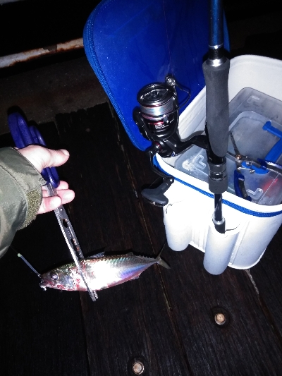 太刀魚狙いでサバと戯れ