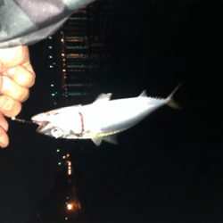 タチウオまだかな？