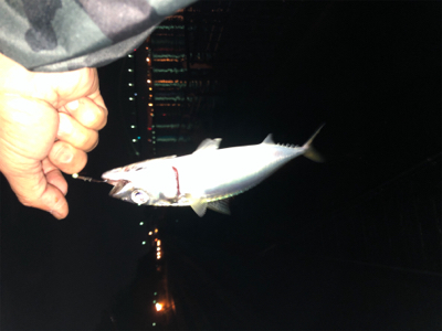 タチウオまだかな？