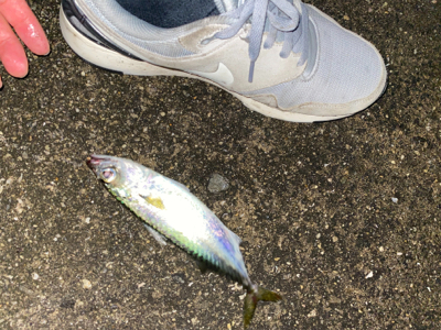 アジング　練習