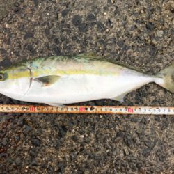 2020ライトゲーム第29戦