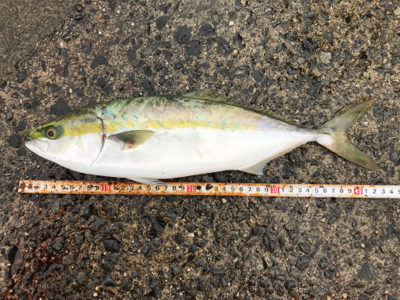 2020ライトゲーム第29戦