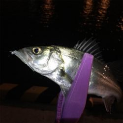 大阪湾奥アジング