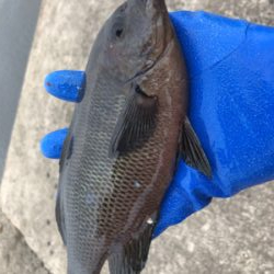 ノマセは不発でしたが、サビキ 釣りで五目達成