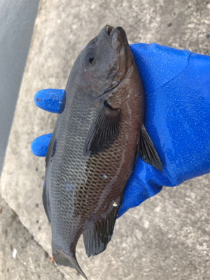 ノマセは不発でしたが、サビキ 釣りで五目達成