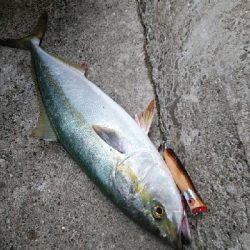 大阪湾好調です