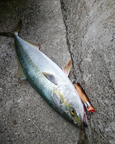 大阪湾好調です