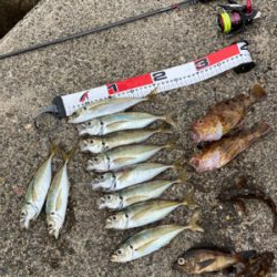 アジングまでは良かったのですが、青物撃沈、、、