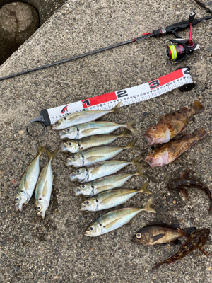 アジングまでは良かったのですが、青物撃沈、…