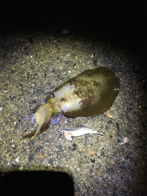 太刀魚がたべたくて