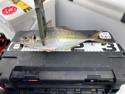 オフショア　サビキ