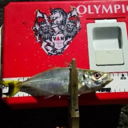 アジング練習 200