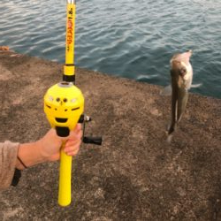 色々釣れました。