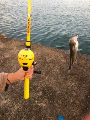 色々釣れました。
