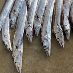 朝1時間で爆釣の11匹!!怒涛のタチウオ釣果