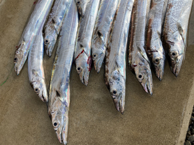 朝1時間で爆釣の11匹!!怒涛のタチウオ釣果