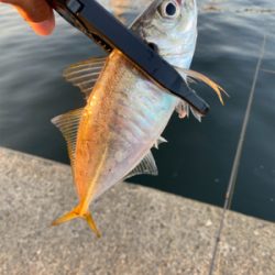 まずめアジング