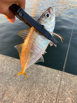 まずめアジング