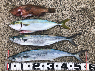 和田防本堤　渋いながらも