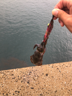 エギングしたい