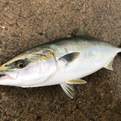 メジロの回遊あり